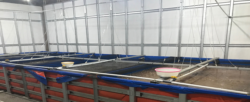 IndoDiscus, Indo Discus, Imp, Ikan Discus, Ikan Lele, Budidaya Ikan Discus, Budidaya Lele, Budidaya Ikan Lele, Lele Bioflok, Lele Bioflog, Lele Biofloc, Lele Kolam Terpal, Probiotik Bioflok, Probiotik Bioflog, Probiotik Biofloc